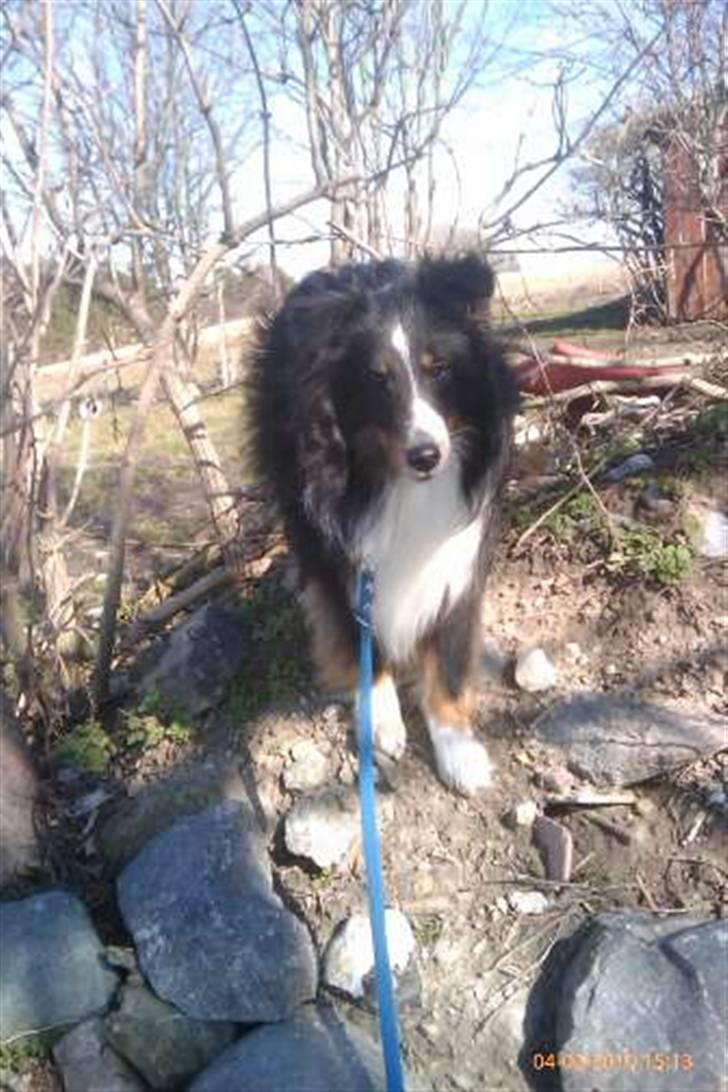 Shetland sheepdog Joey  - Det nyeste af den smukke ;) billede 10