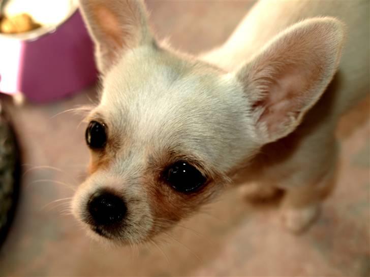 Chihuahua Babe billede 17