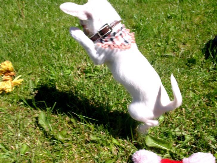 Chihuahua Babe billede 18