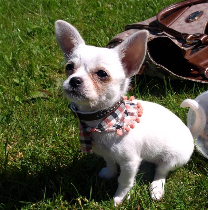 Chihuahua Babe billede 19
