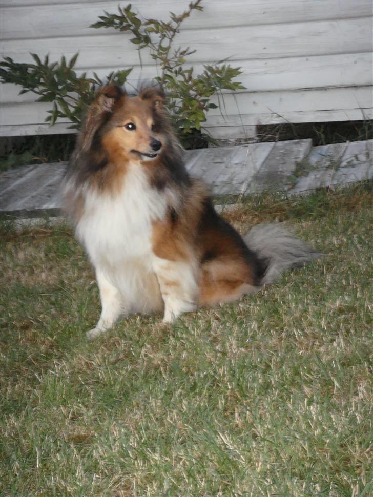 Shetland sheepdog Saphire billede 2