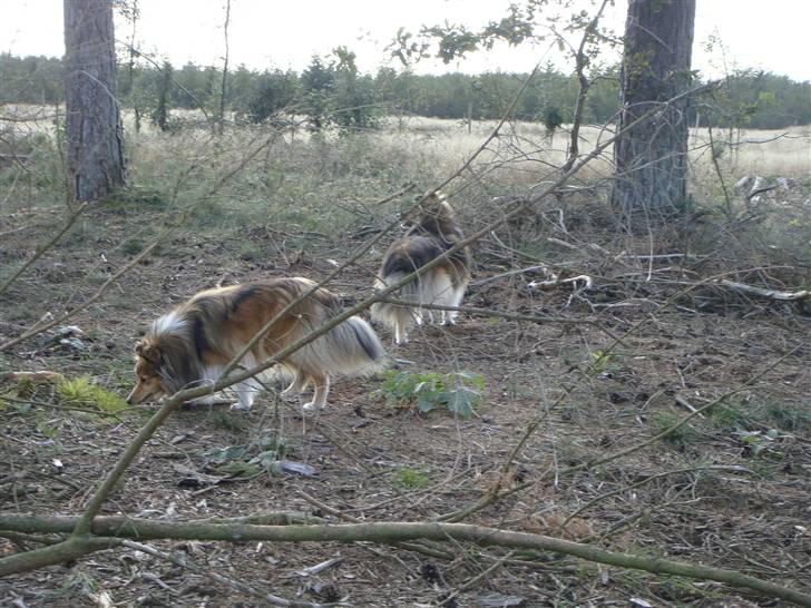 Shetland sheepdog Saphire - på tur med fille :D billede 3