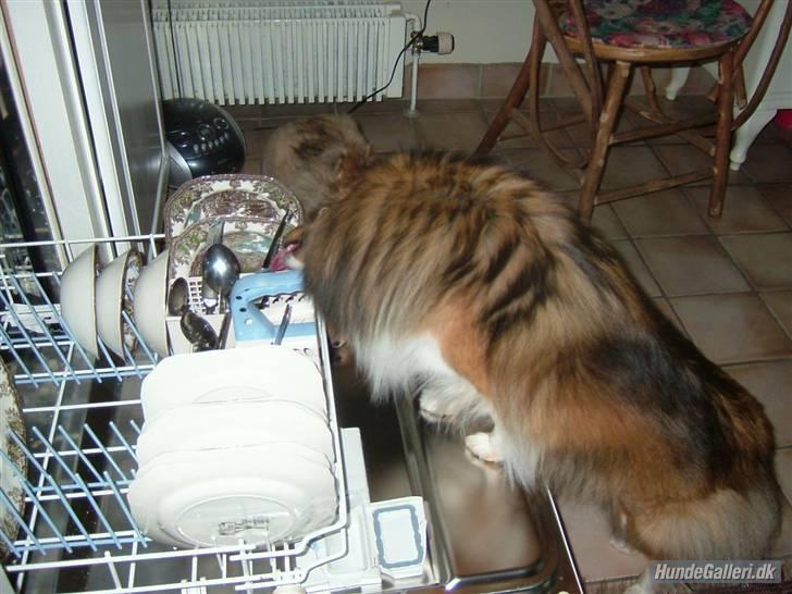 Shetland sheepdog Saphire billede 4