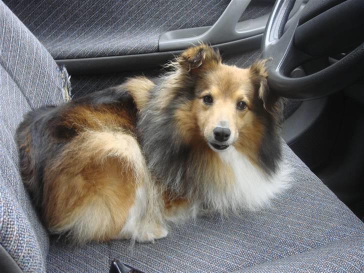 Shetland sheepdog Saphire - safirs plads i bilen xD billede 5