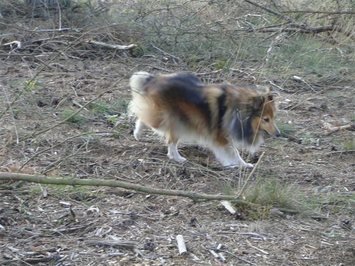 Shetland sheepdog Saphire - på tur :D billede 6