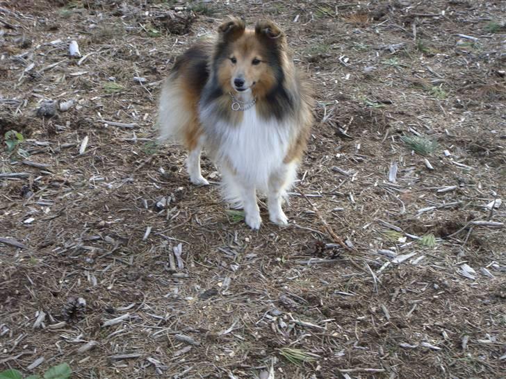 Shetland sheepdog Saphire billede 7