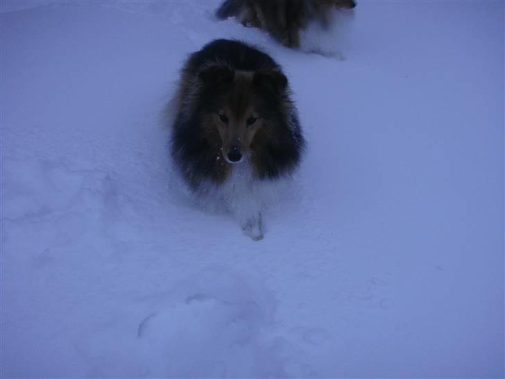 Shetland sheepdog Saphire billede 8