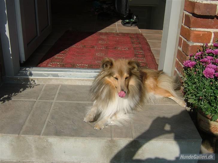 Shetland sheepdog Saphire billede 9