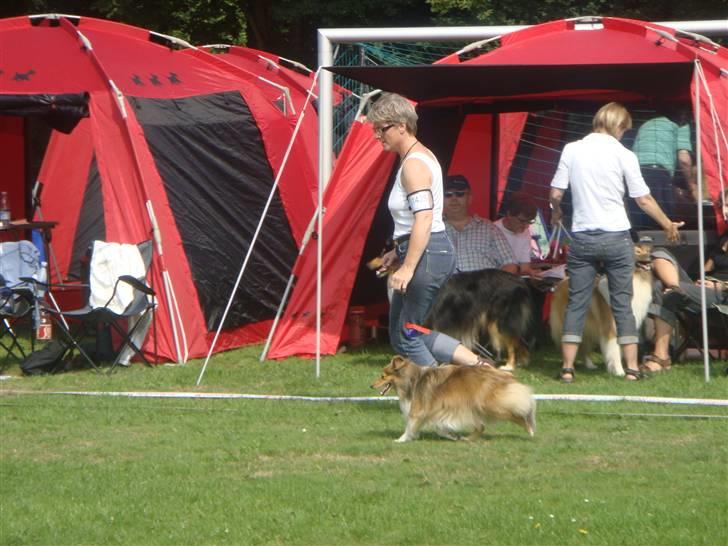 Shetland sheepdog Hekilas Only Ophelia - til udstilling i Vejen d. 15.aug.2010 hvor hun blev 3. BIR, fik sin første lilla sløjfe, en rød sløjfe OG res. cacib :D<3 billede 17