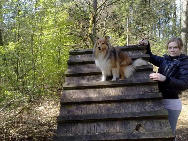 Shetland sheepdog Hekilas Only Ophelia - fille agility i skoven :9 tager lige en slapper på vej op xD billede 18