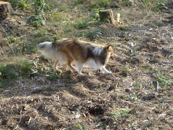 Shetland sheepdog Hekilas Only Ophelia billede 19
