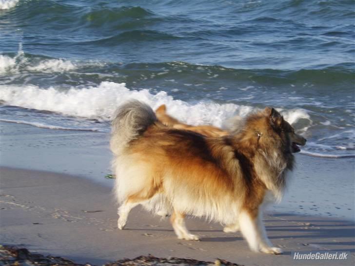 Shetland sheepdog Saphire - så skal der skældes ud på vandet xD billede 10