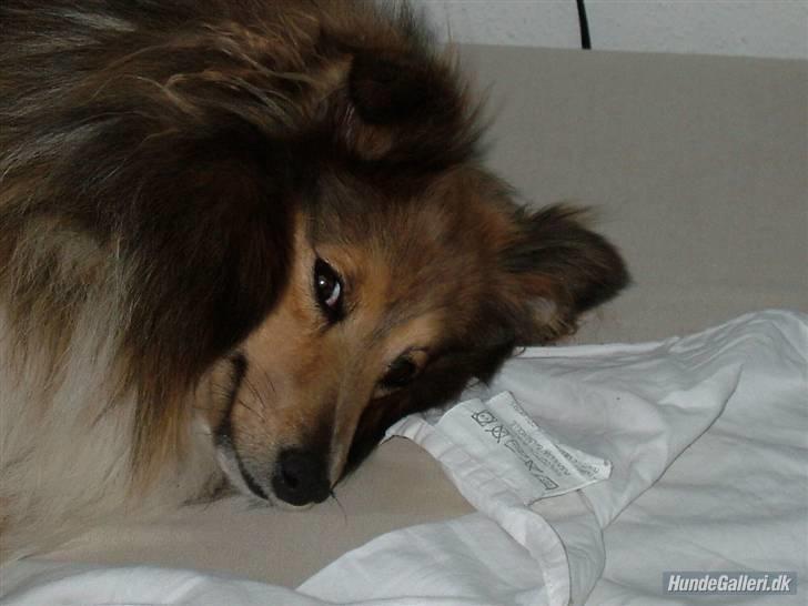 Shetland sheepdog Saphire - godnat, sov godt og vi ses :) billede 11