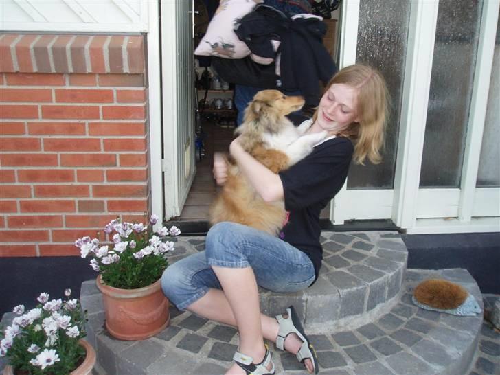 Shetland sheepdog Hekilas Only Ophelia - så glad for at se mig efeter en uge på skoletur på bornholm :D billede 20