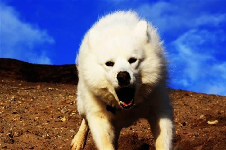 Samojedhund Chiko billede 2