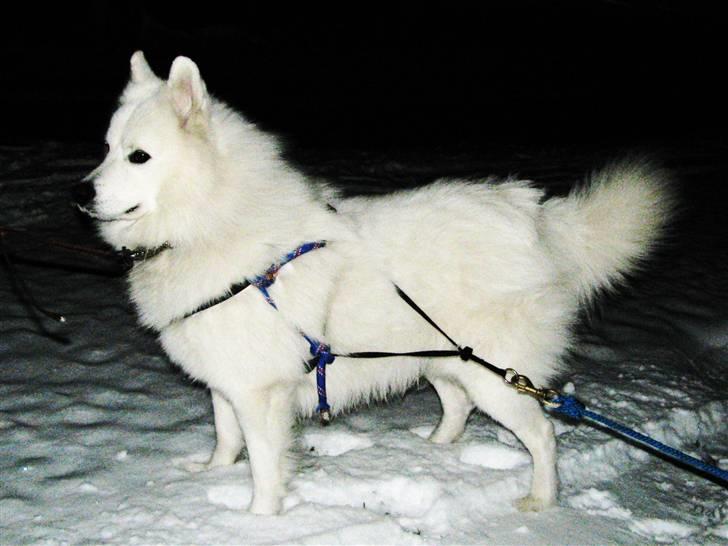 Samojedhund Chiko billede 3