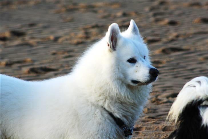 Samojedhund Chiko billede 4