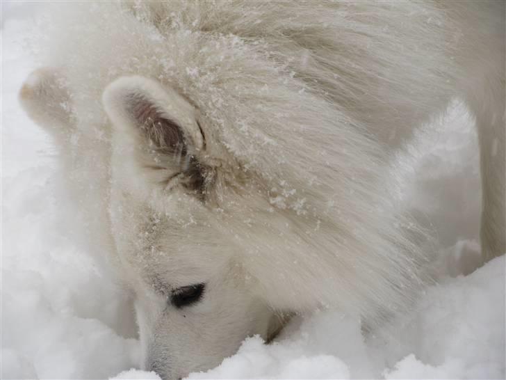 Samojedhund Chiko billede 5