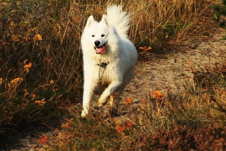 Samojedhund Chiko billede 6
