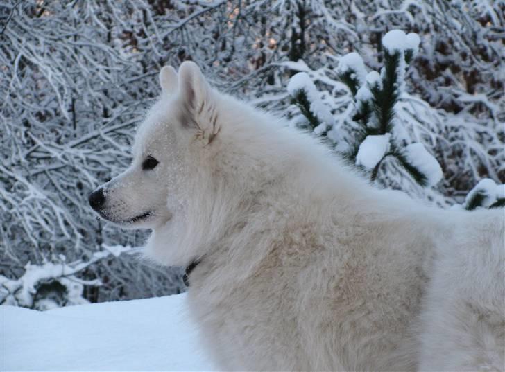 Samojedhund Chiko billede 7