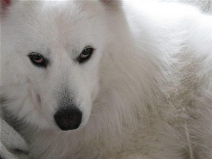 Samojedhund Chiko - Chiko forventer konsekvent at man skal underholde ham, og gør man ikke så kommer dette yndige udtryk billede 8