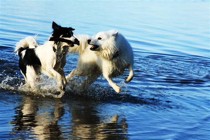 Samojedhund Chiko - Bella & Chiko billede 9