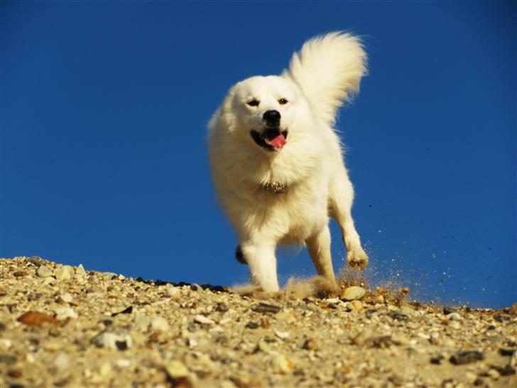 Samojedhund Chiko billede 10