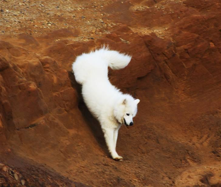 Samojedhund Chiko billede 11
