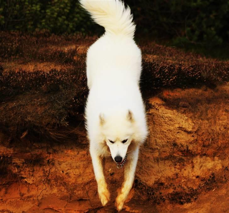 Samojedhund Chiko billede 12