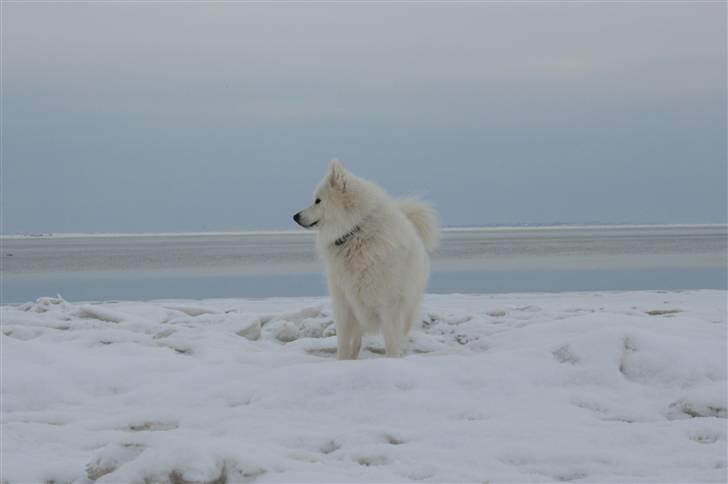 Samojedhund Chiko - Chiko på "Vestpolen" billede 13