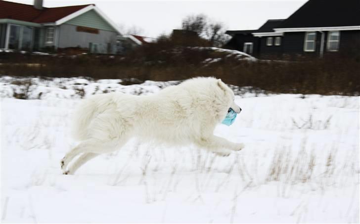 Samojedhund Chiko - I et med sine omgivelser billede 14