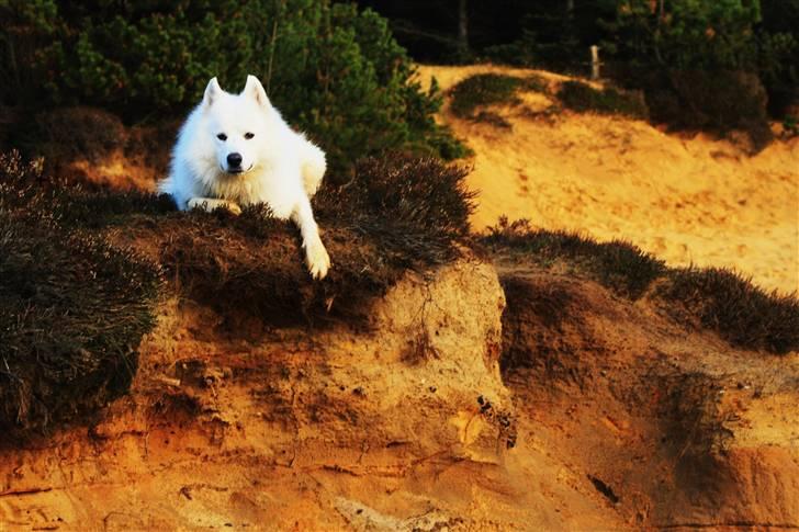 Samojedhund Chiko billede 15