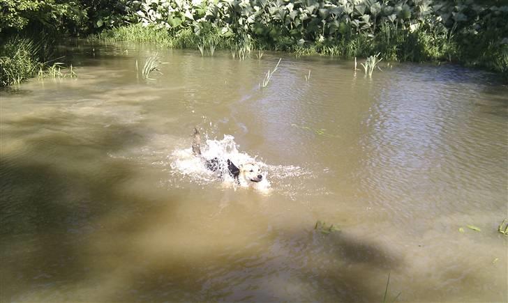 Blanding af racer Laika billede 9