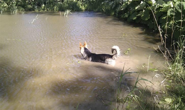 Blanding af racer Laika billede 10