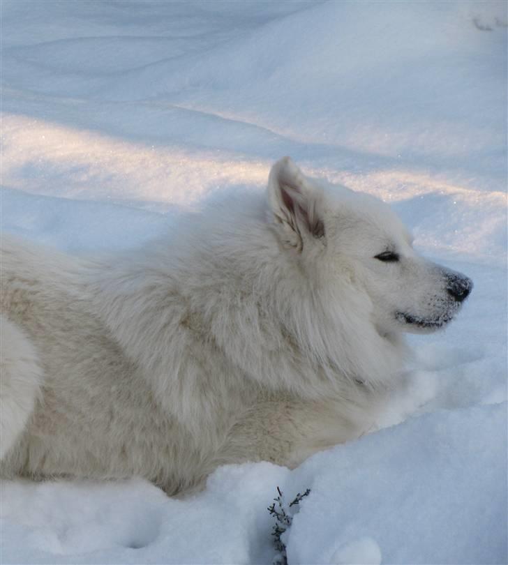 Samojedhund Chiko billede 16
