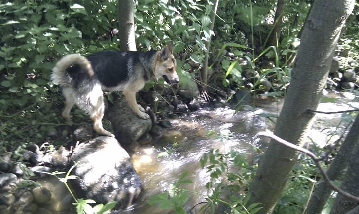 Blanding af racer Laika billede 11