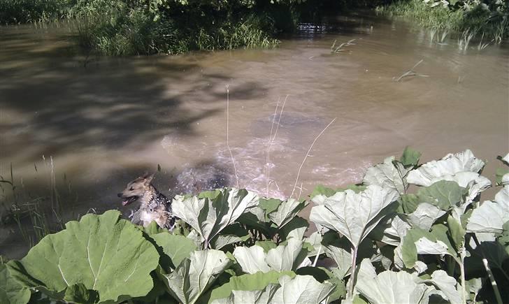 Blanding af racer Laika billede 12