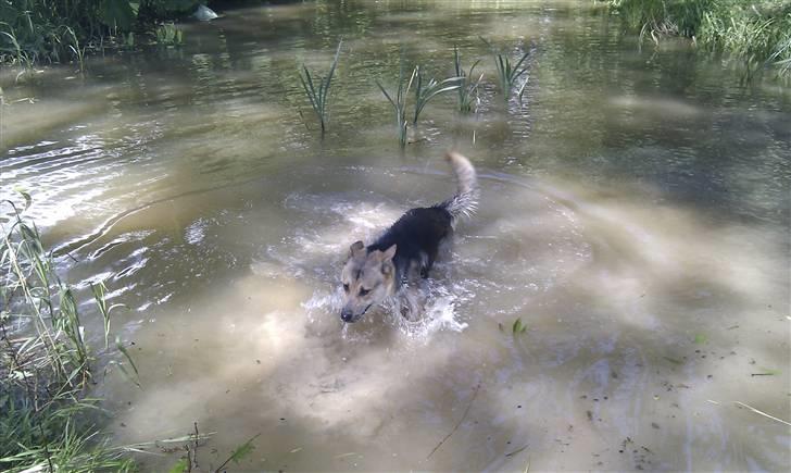 Blanding af racer Laika billede 13