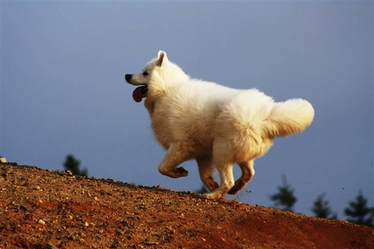 Samojedhund Chiko billede 17