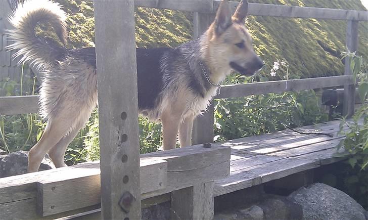 Blanding af racer Laika billede 14