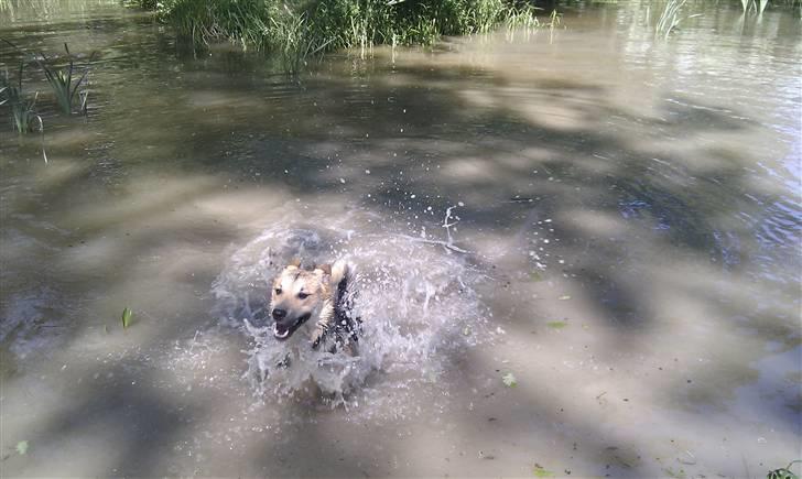 Blanding af racer Laika billede 15