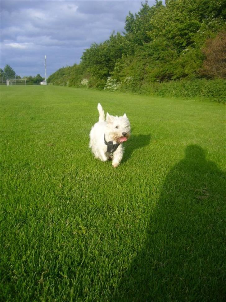 West highland white terrier Mille Rose billede 7