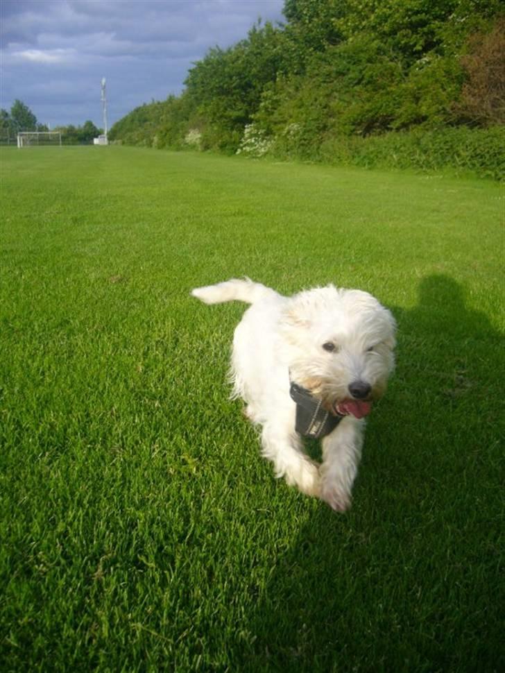 West highland white terrier Mille Rose billede 8