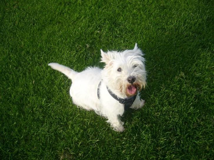 West highland white terrier Mille Rose billede 9