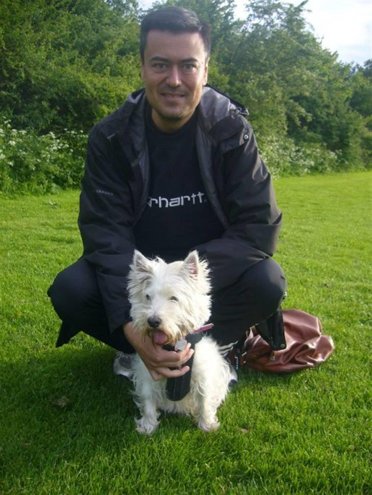 West highland white terrier Mille Rose - Mille og hendes far billede 10