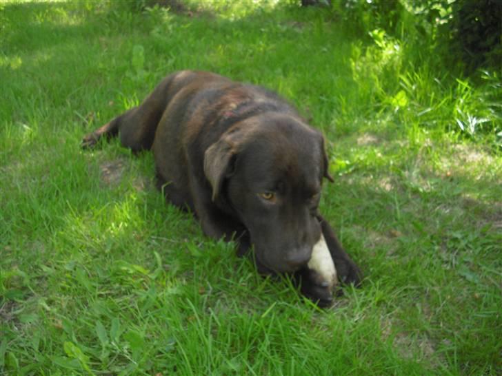 Labrador retriever Sille R.I.P billede 11