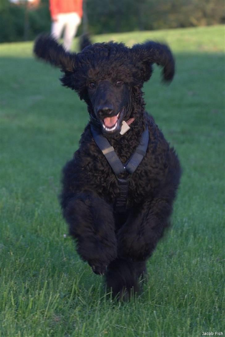 Storpuddel Kiwi billede 15