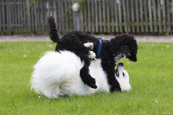 Storpuddel Kiwi - Leg med Koda - juni 2010 billede 16