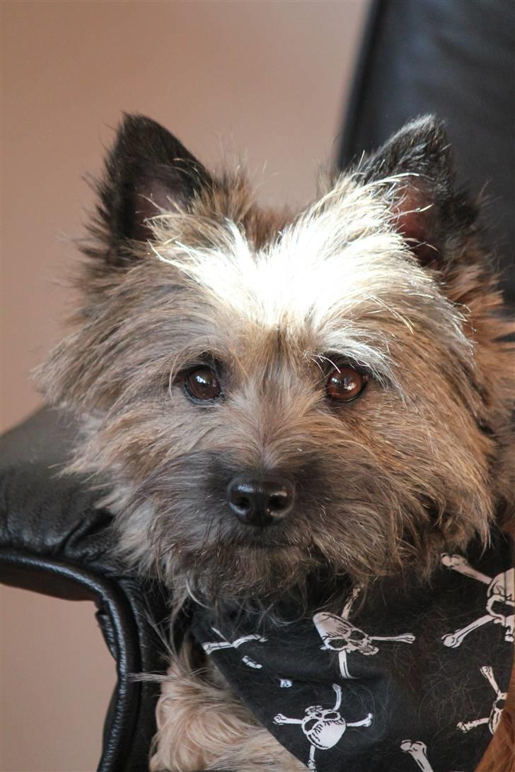 Cairn terrier Jensen aka Gulvmoppen - "Ja jeg ved godt jeg er nuttet" billede 4