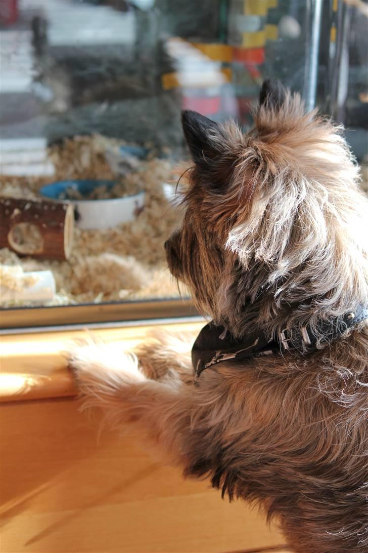 Cairn terrier Jensen aka Gulvmoppen - "Hmm hvad pokker bilder du dig mor, at lukke gnavere ind i huset" billede 5